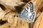 Common/White Checkered Skipper Butterfly