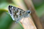 Common/White Checkered Skipper Butterfly