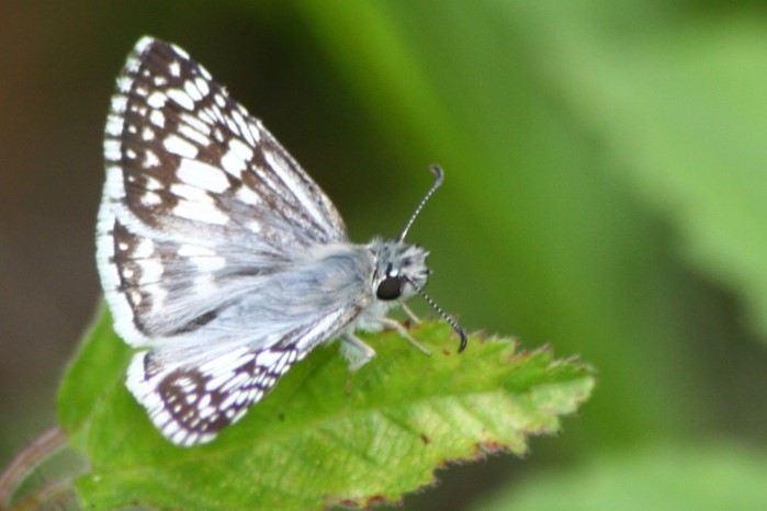confused cloudwing butterfly confused cloudwing butterfly