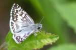 Common/White Checkered Skipper Butterfly