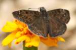 Horaces Duskywing Butterfly