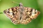 Juvenals Duskywing Butterfly