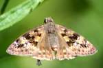 Juvenals Duskywing Butterfly