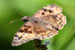 Juvenals Duskywing Butterfly