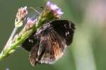 Juvenals Duskywing Butterfly