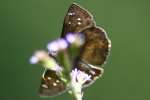 Juvenals Duskywing Butterfly