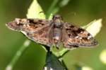 Juvenals Duskywing Butterfly