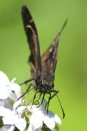 Juvenals Duskywing Butterfly