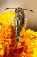 Common/White Checkered Skipper Butterfly