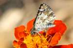 Common/White Checkered Skipper Butterfly