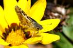 Common/White Checkered Skipper Butterfly