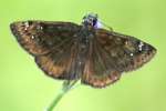 Horaces Duskywing Butterfly