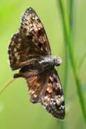 Juvenals Duskywing Butterfly