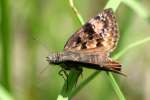 Juvenals Duskywing Butterfly