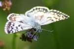 Common/White Checkered Skipper Butterfly