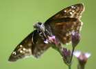 Juvenals Duskywing Butterfly