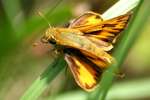 Firey Skipper Butterfly