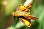 Firey Skipper Butterfly