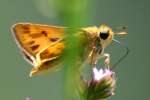 Firey Skipper Butterfly