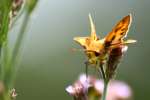 Firey Skipper Butterfly