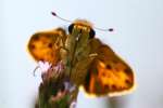 Firey Skipper Butterfly