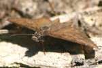 Northern Cloudywing Butterfly