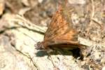 Common Sootywing Butterfly