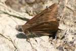 Northern Cloudywing Butterfly