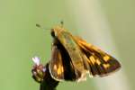 Firey Skipper Butterfly