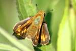 Firey Skipper Butterfly