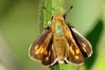 Firey Skipper Butterfly