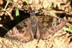 Juvenals Duskywing Butterfly