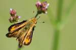 Firey Skipper Butterfly