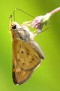 Firey Skipper Butterfly