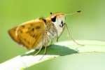 Firey Skipper Butterfly