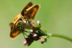 Firey Skipper Butterfly