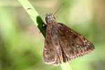 Horaces Duskywing Butterfly