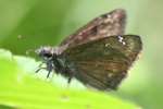 Horaces Duskywing Butterfly