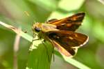 Crossline Skipper Butterfly