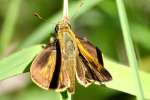 Crossline Skipper Butterfly