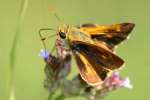 Crossline Skipper Butterfly