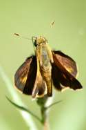 Crossline Skipper Butterfly