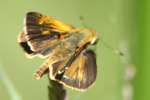 Crossline Skipper Butterfly