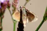 Dun Skipper Butterfly