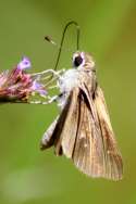 Dun Skipper Butterfly