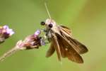 Dun Skipper Butterfly