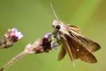 Dun Skipper Butterfly