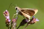 Dun Skipper Butterfly