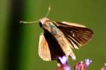 Dun Skipper Butterfly