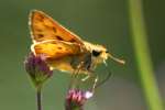 Firey Skipper Butterfly